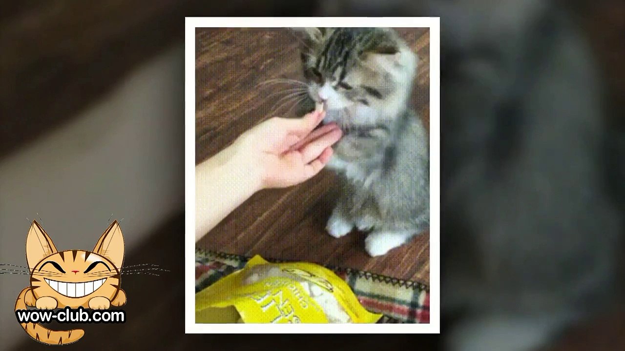The Best Jokes and Funny Animals Compilation WOW-club #0179