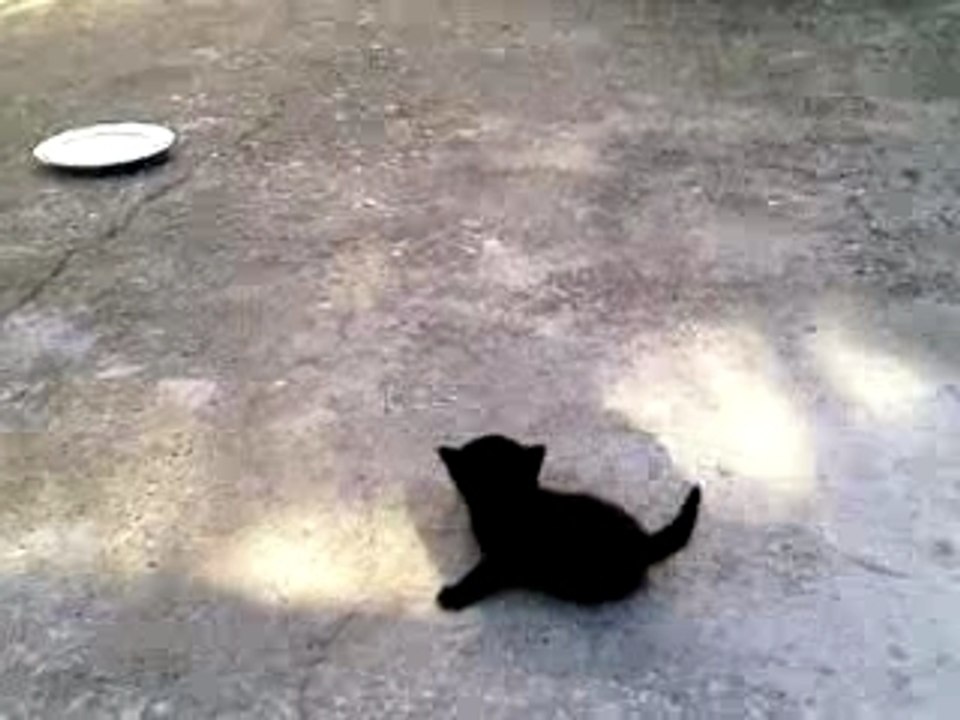 Chatons de Pezzo
