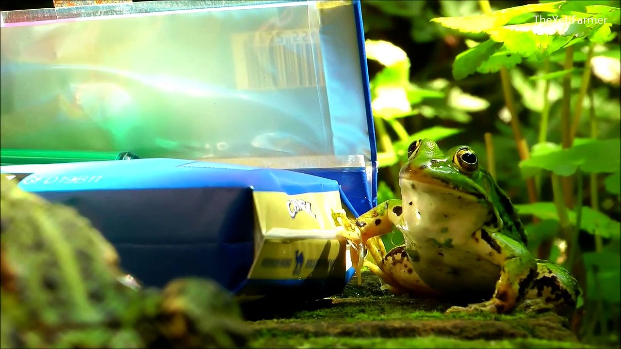 SMOKING FROGS - Rana fumar - 喫煙カエル - курение лягушка