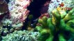 DSM Dive -- Plongée Lombok -- Diving Lombok & Gili -- Frogfish Point