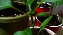 Topping pepper plant seedlings for better yield and stronger plant