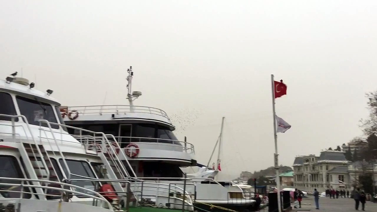 Bebek parkında kuşlar