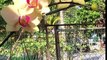 How to Grow a Vegetable Garden | Diemly ' s garden : orchids -  khoe vườn lan...