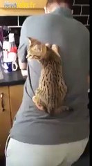 Les chats, littéralement dasn son dos lol