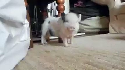 Piglet can't help but dance to Rihanna's "Work"