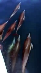 Amazing pack of dolphins swimming fast