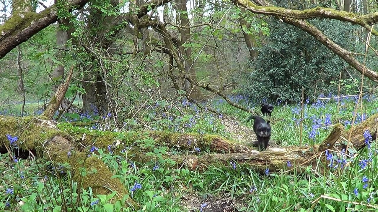 AFFENPINSCHER