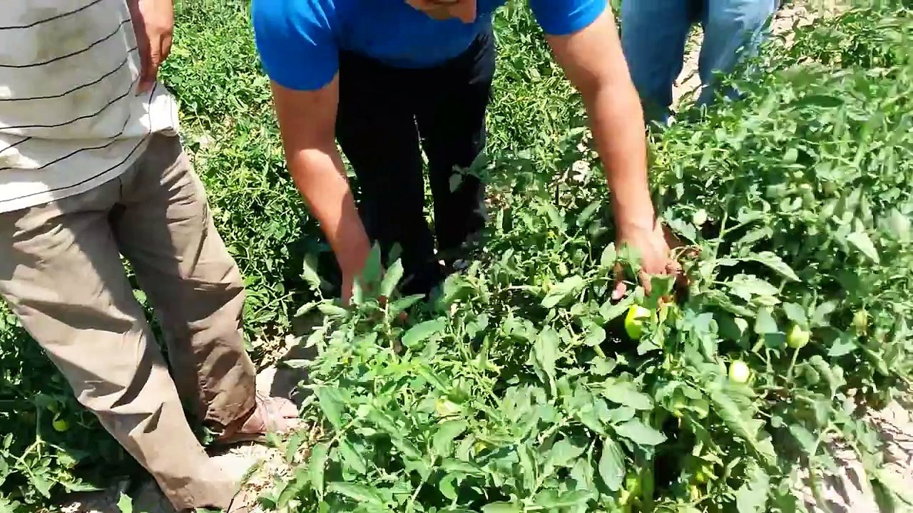 Salçalık Domates Yetiştiriciliği Nevşehir Avanos Paşalı Köyü Akif ve Kadir Çelik