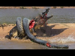 Anaconda vs Crocodile - Python vs Alligator compilation - Python vs crocodile - Snake