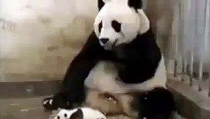 Yavru Panda Hapşırdı Bakın Ne Oldu?...