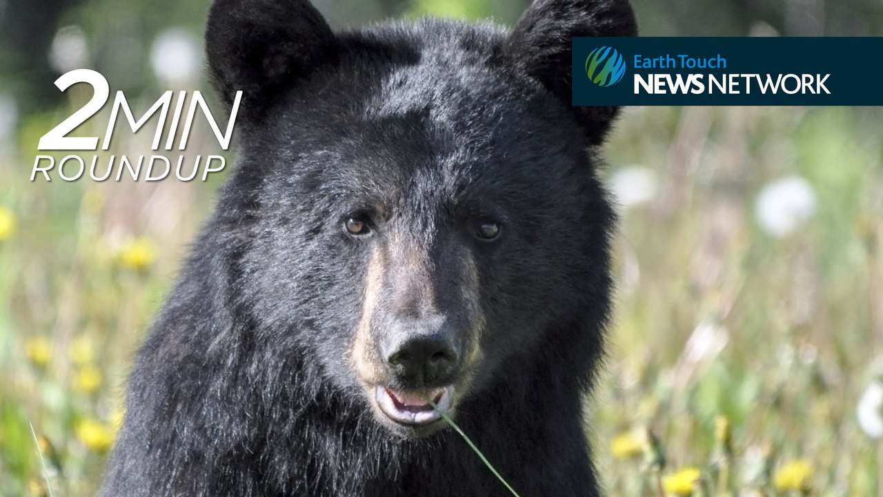 The real-life ‘teddy bear’ is back, hornbills in trouble & a snake on the loose