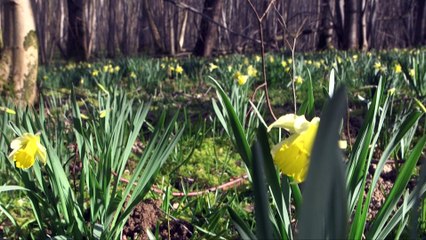 Les jonquilles du Bois d'Angre