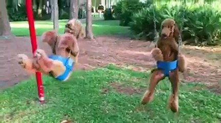 Nothing To See Here. Just A Couple Of Poodles In Swings