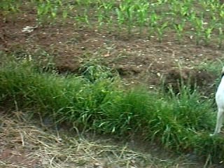 LA TROUPE AUX CHAMPS 2