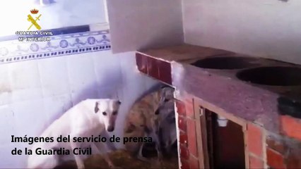 Guardia Civil rescata 4 galgos y detiene a 2 hombres por maltrato animal en Alicante