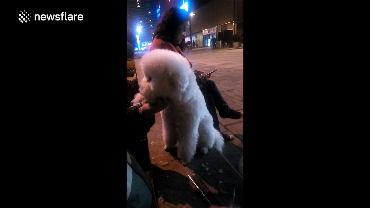 This dog seems to really enjoy getting a hair cut