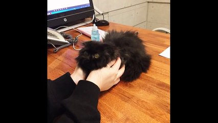 Like A Tribble With Eyes: Gimo The Big-Eyed Cat