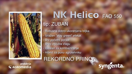 Hibrid kukuruza Helico - lep i za oko i za vagu_444_19.03.2016.