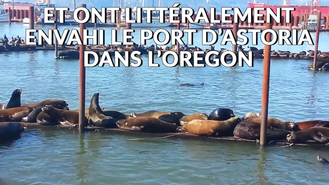 Une technique originale pour se débarrasser de lions de mer envahissants