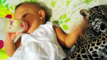 Baby and wild animal Enjoy Breakfast Bottles and Snuggles