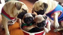 Funny pug puppies in a bucket