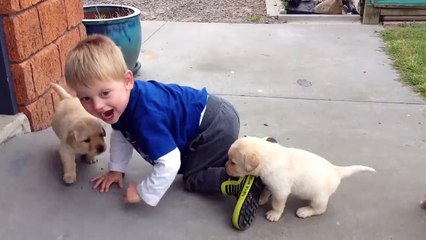 Funny kid playing with puppies