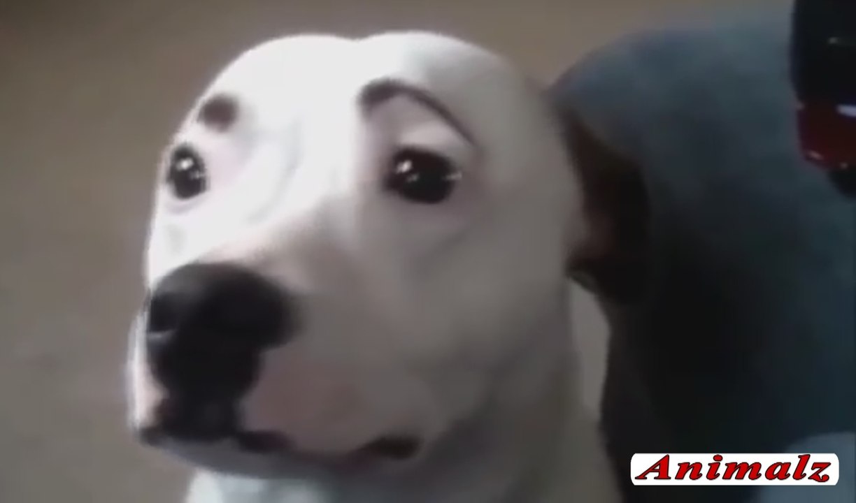 Funny Dog Video
