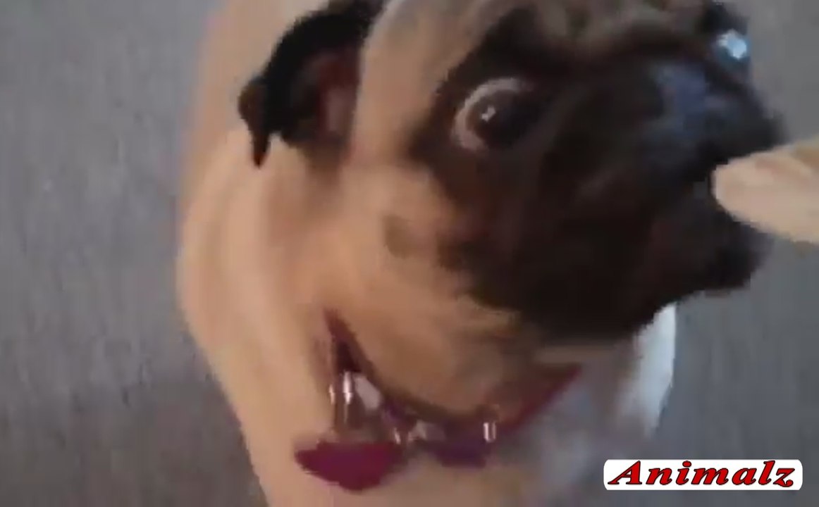 Funny Dog Video Compilation