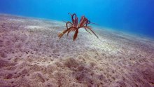 Amazing Free Swimming Feather Starfish _Crinoid_ Dances on Ocean Floor