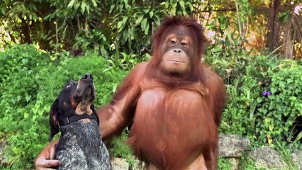 Pets with wild animals