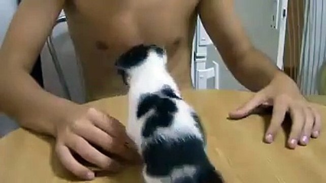 Adorable kitten drinks milk