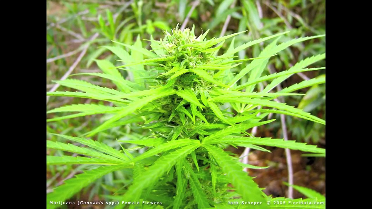 Eating raw cannabis....yes it works. not what you might think. check out the video