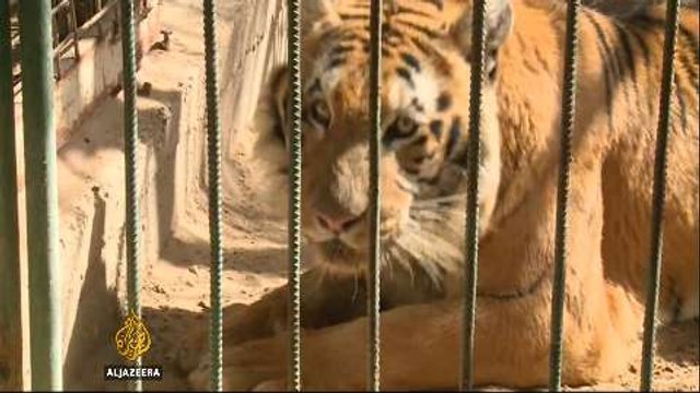 Animals still dying at Gaza zoos amid restrictions