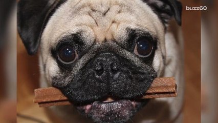 Your dog can read your mind and knows you hate certain people