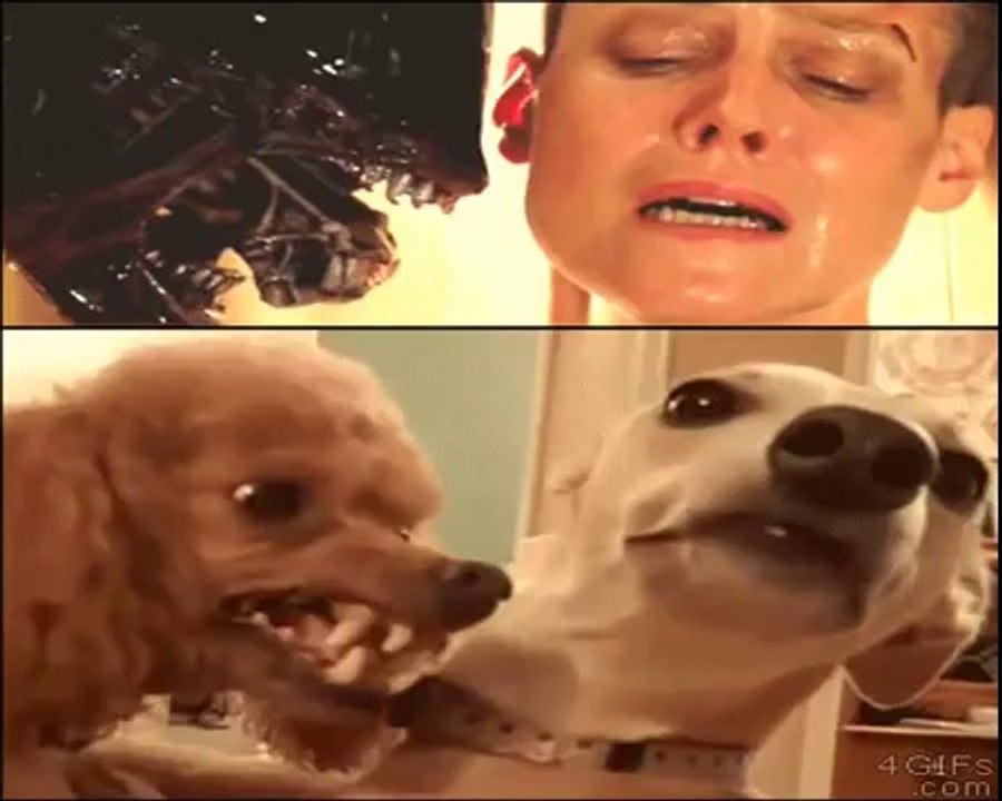 Top 5 Best of Funny Video Clips ;-) Try not to Laugh !!! Funny Pranks Funny Fails Funny Jokes