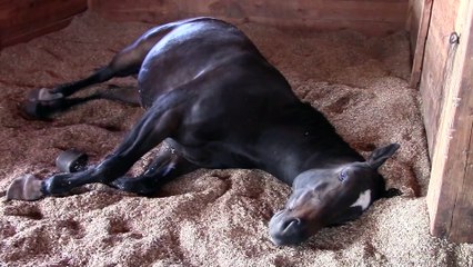 Elle regarde ses chevaux qui dorment, elle commence à les filmer mais une surprise l'attend!