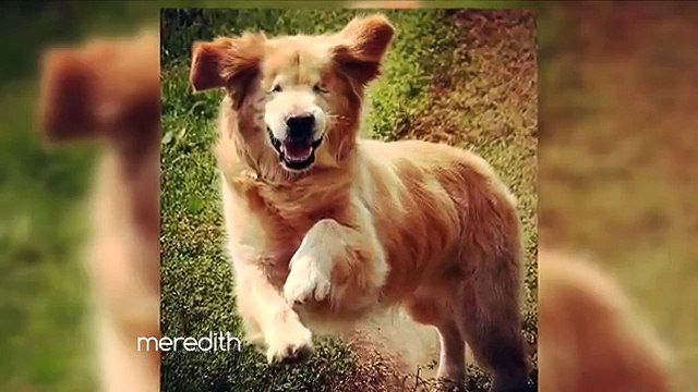 Smiley è un cane cieco che ogni giorno aiuta i bambini. Ecco la sua storia!