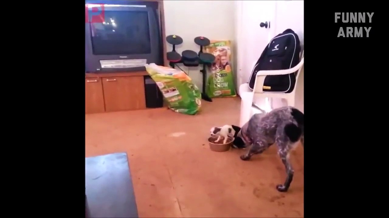 Funny videos 2016 (Try not to laugh or Grin) Challenge Impossible & Funny Pranks HOT -- FUNNY ARMY