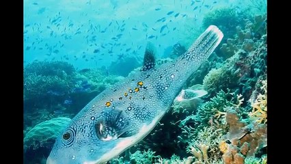 Philippines- Top 10 Tourist Attractions - Video Travel Philippines