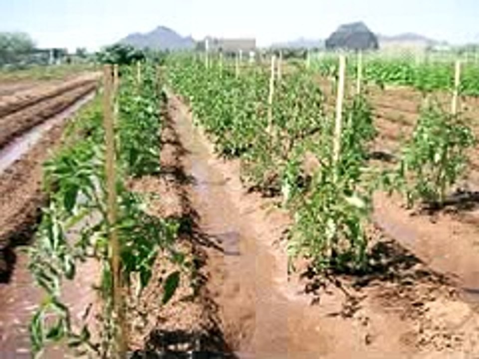 Organic Tomato Magic - How to Grow Tomatoes