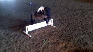 Little Dog Rides Pony Over A Jump