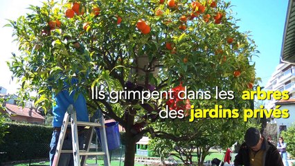 Et si des cueilleurs solidaires venaient ramasser le trop plein de fruits de votre jardin?