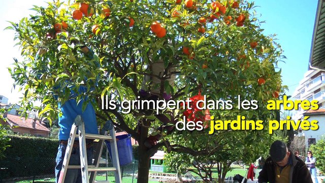 Et si des cueilleurs solidaires venaient ramasser le trop plein de fruits de votre jardin?