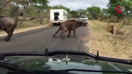 Lions Attack Buffaloes - Another Battle at Kruger