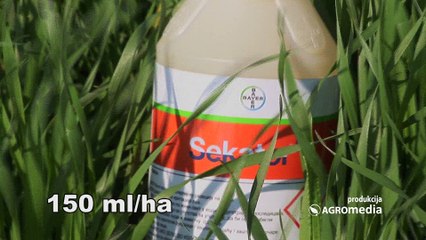 Kako da najbolje uradite prvi tretman pšenice – preporuka stručnjaka_444_19.03.2016.