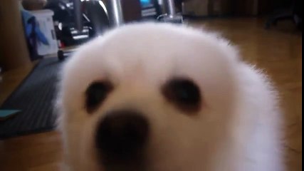 YTPMV ~ Whoa Dog In Space Cuba [Unfinished] - Copy