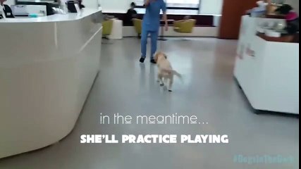 Sauvé après avoir perdu ses 4 pattes dans un marché de la viande en Corée, ce chien a le droit à une nouvelle vie