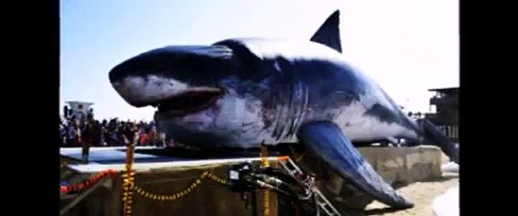 Los tiburones más grandes del mundo