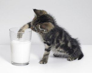 Cats That Don't Like Milk