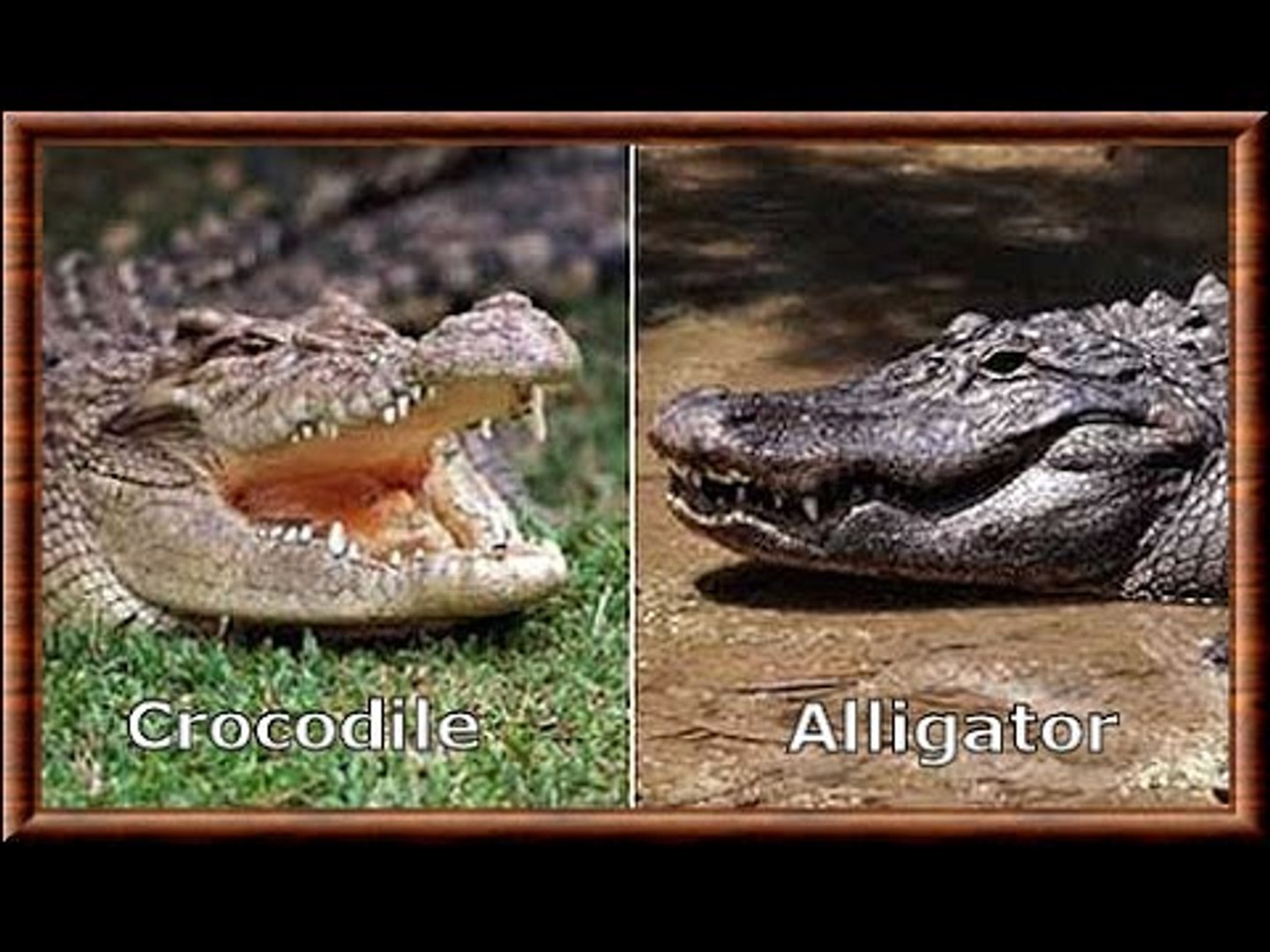 Alligator vs Crocodile